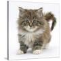 Maine Coon Kitten, 7 Weeks-Mark Taylor-Stretched Canvas