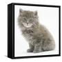 Maine Coon Kitten, 7 Weeks-Mark Taylor-Framed Stretched Canvas