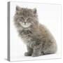 Maine Coon Kitten, 7 Weeks-Mark Taylor-Stretched Canvas