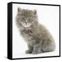 Maine Coon Kitten, 7 Weeks-Mark Taylor-Framed Stretched Canvas