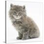 Maine Coon Kitten, 7 Weeks-Mark Taylor-Stretched Canvas