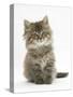 Maine Coon Kitten, 7 Weeks-Mark Taylor-Stretched Canvas