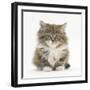 Maine Coon Kitten, 7 Weeks-Mark Taylor-Framed Photographic Print