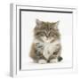 Maine Coon Kitten, 7 Weeks-Mark Taylor-Framed Photographic Print