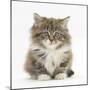 Maine Coon Kitten, 7 Weeks-Mark Taylor-Mounted Photographic Print