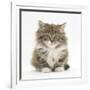 Maine Coon Kitten, 7 Weeks-Mark Taylor-Framed Photographic Print