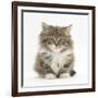 Maine Coon Kitten, 7 Weeks-Mark Taylor-Framed Photographic Print