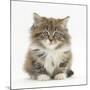 Maine Coon Kitten, 7 Weeks-Mark Taylor-Mounted Photographic Print