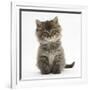 Maine Coon Kitten, 7 Weeks-Mark Taylor-Framed Photographic Print