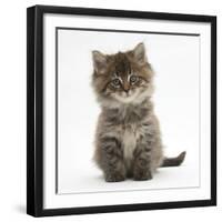 Maine Coon Kitten, 7 Weeks-Mark Taylor-Framed Photographic Print