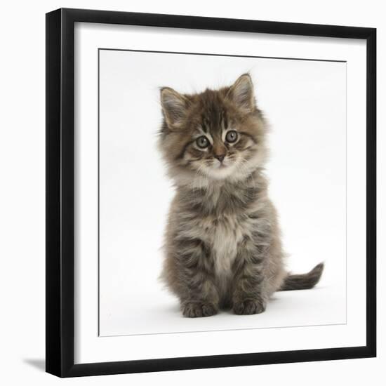 Maine Coon Kitten, 7 Weeks-Mark Taylor-Framed Photographic Print