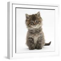 Maine Coon Kitten, 7 Weeks-Mark Taylor-Framed Photographic Print