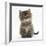 Maine Coon Kitten, 7 Weeks-Mark Taylor-Framed Photographic Print