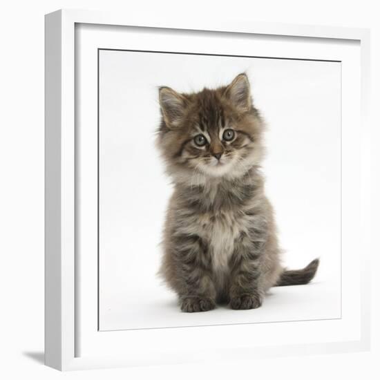 Maine Coon Kitten, 7 Weeks-Mark Taylor-Framed Photographic Print