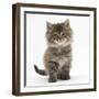 Maine Coon Kitten, 7 Weeks-Mark Taylor-Framed Photographic Print