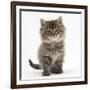 Maine Coon Kitten, 7 Weeks-Mark Taylor-Framed Photographic Print