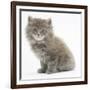 Maine Coon Kitten, 7 Weeks-Mark Taylor-Framed Photographic Print