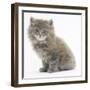 Maine Coon Kitten, 7 Weeks-Mark Taylor-Framed Photographic Print