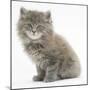Maine Coon Kitten, 7 Weeks-Mark Taylor-Mounted Photographic Print