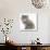 Maine Coon Kitten, 7 Weeks-Mark Taylor-Photographic Print displayed on a wall