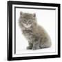 Maine Coon Kitten, 7 Weeks-Mark Taylor-Framed Photographic Print