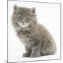 Maine Coon Kitten, 7 Weeks-Mark Taylor-Mounted Photographic Print