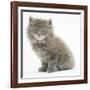 Maine Coon Kitten, 7 Weeks-Mark Taylor-Framed Photographic Print