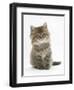 Maine Coon Kitten, 7 Weeks-Mark Taylor-Framed Photographic Print