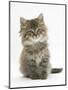 Maine Coon Kitten, 7 Weeks-Mark Taylor-Mounted Photographic Print