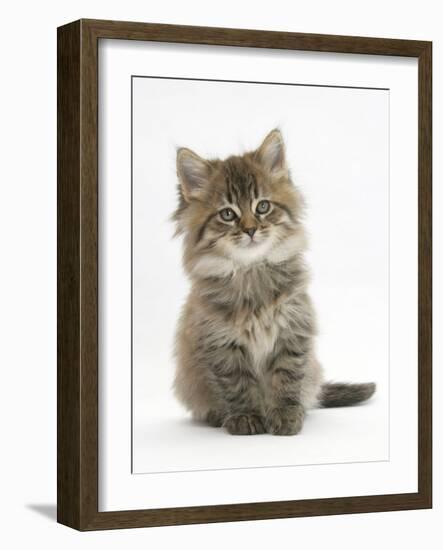 Maine Coon Kitten, 7 Weeks-Mark Taylor-Framed Photographic Print