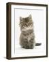 Maine Coon Kitten, 7 Weeks-Mark Taylor-Framed Photographic Print