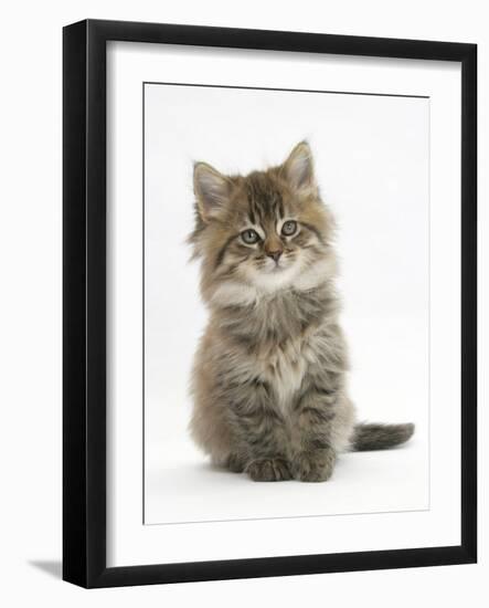 Maine Coon Kitten, 7 Weeks-Mark Taylor-Framed Photographic Print