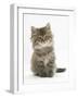 Maine Coon Kitten, 7 Weeks-Mark Taylor-Framed Photographic Print