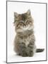 Maine Coon Kitten, 7 Weeks-Mark Taylor-Mounted Photographic Print