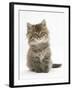 Maine Coon Kitten, 7 Weeks-Mark Taylor-Framed Photographic Print