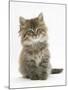 Maine Coon Kitten, 7 Weeks-Mark Taylor-Mounted Photographic Print