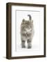 Maine Coon Kitten, 7 Weeks-Mark Taylor-Framed Photographic Print