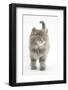 Maine Coon Kitten, 7 Weeks-Mark Taylor-Framed Photographic Print