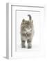 Maine Coon Kitten, 7 Weeks-Mark Taylor-Framed Photographic Print