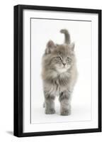 Maine Coon Kitten, 7 Weeks-Mark Taylor-Framed Photographic Print