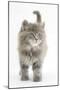 Maine Coon Kitten, 7 Weeks-Mark Taylor-Mounted Photographic Print