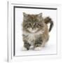 Maine Coon Kitten, 7 Weeks-Mark Taylor-Framed Photographic Print