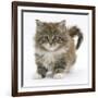 Maine Coon Kitten, 7 Weeks-Mark Taylor-Framed Photographic Print