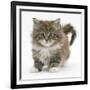 Maine Coon Kitten, 7 Weeks-Mark Taylor-Framed Photographic Print