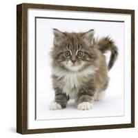 Maine Coon Kitten, 7 Weeks-Mark Taylor-Framed Photographic Print