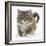 Maine Coon Kitten, 7 Weeks-Mark Taylor-Framed Photographic Print