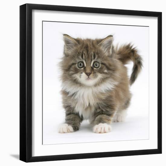 Maine Coon Kitten, 7 Weeks-Mark Taylor-Framed Photographic Print