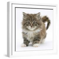 Maine Coon Kitten, 7 Weeks-Mark Taylor-Framed Photographic Print