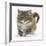 Maine Coon Kitten, 7 Weeks-Mark Taylor-Framed Photographic Print