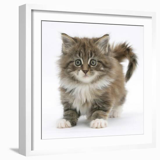 Maine Coon Kitten, 7 Weeks-Mark Taylor-Framed Photographic Print